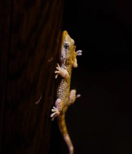 Stok Media Fotografie Natuur Salamander